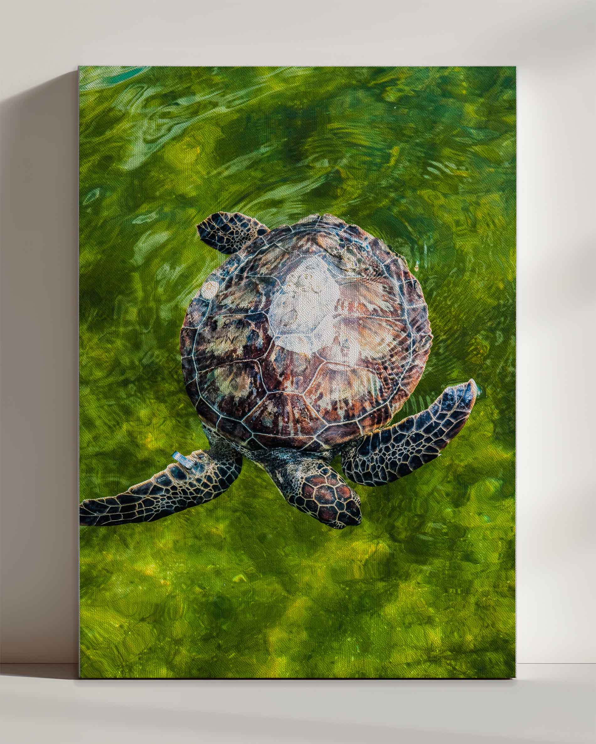 Turtle No2 - Leinwand