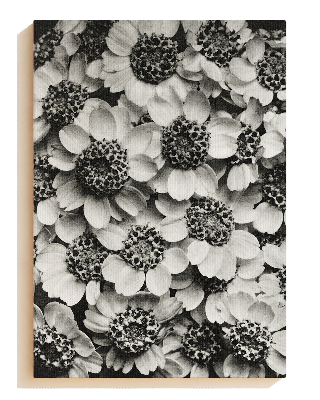 Old flowers - Canvas