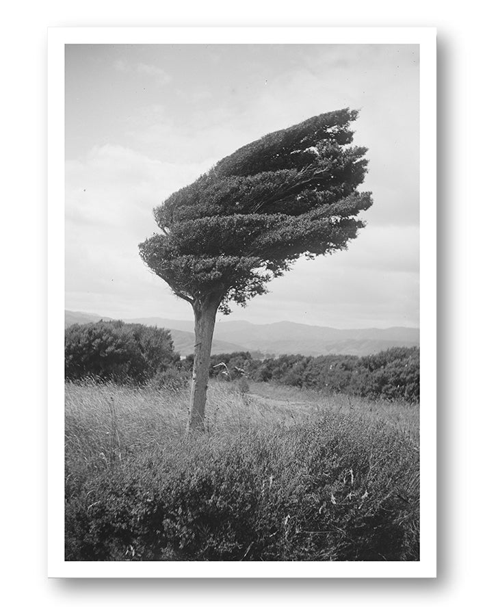fighting tree Poster – FineArt Wandbild, moderne Kunst & Fine Art Print von Spawnd, handgefertigt & Made in Germany
