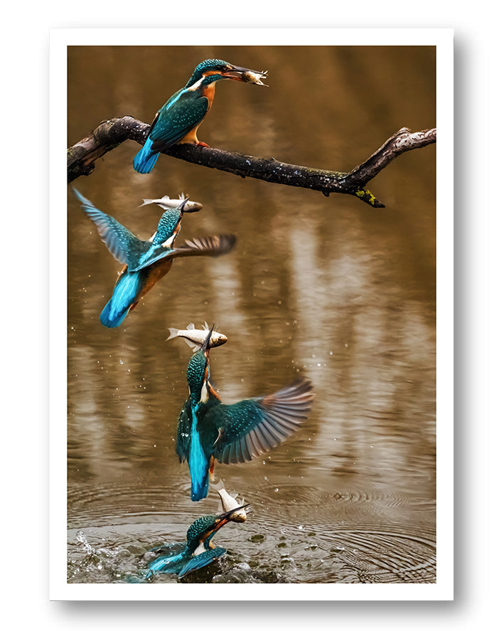 Kingfisher No 2 Poster – FineArt Wandbild, moderne Kunst & Fine Art Print von Spawnd, handgefertigt & Made in Germany
