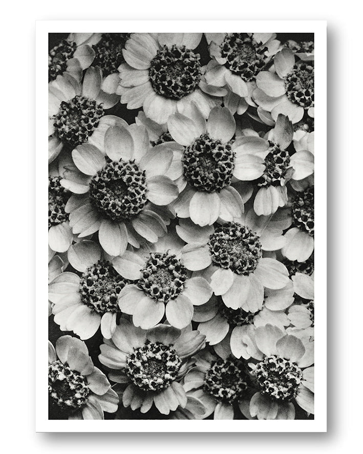Old flowers Poster – FineArt Wandbild, moderne Kunst & Fine Art Print von Spawnd, handgefertigt & Made in Germany