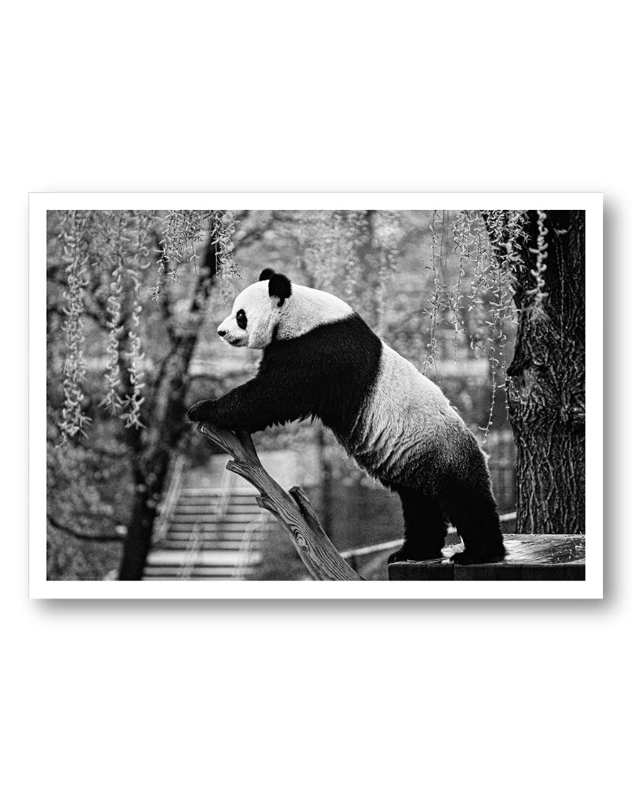 Panda Poster – FineArt Wandbild, moderne Kunst & Fine Art Print von Spawnd, handgefertigt & Made in Germany