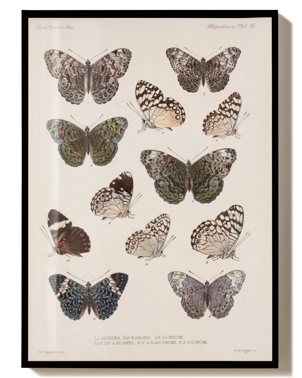 Schmetterlings Poster Sammlung – Moth Collection Poster – FineArt Wandbild, moderne Kunst & Fine Art Print von Spawnd, handgefertigt & Made in Germany