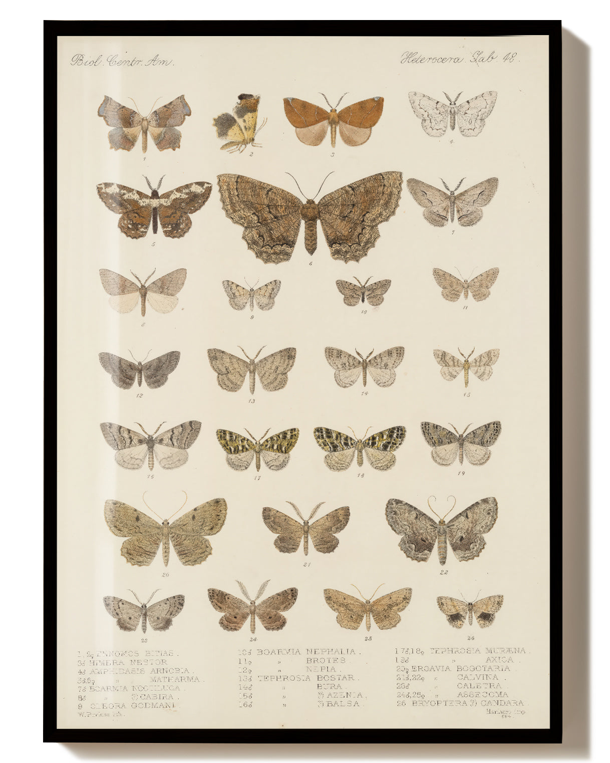 Schmetterlings Studie Poster – Moth Study Poster – FineArt Wandbild, moderne Kunst & Fine Art Print von Spawnd, handgefertigt & Made in Germany