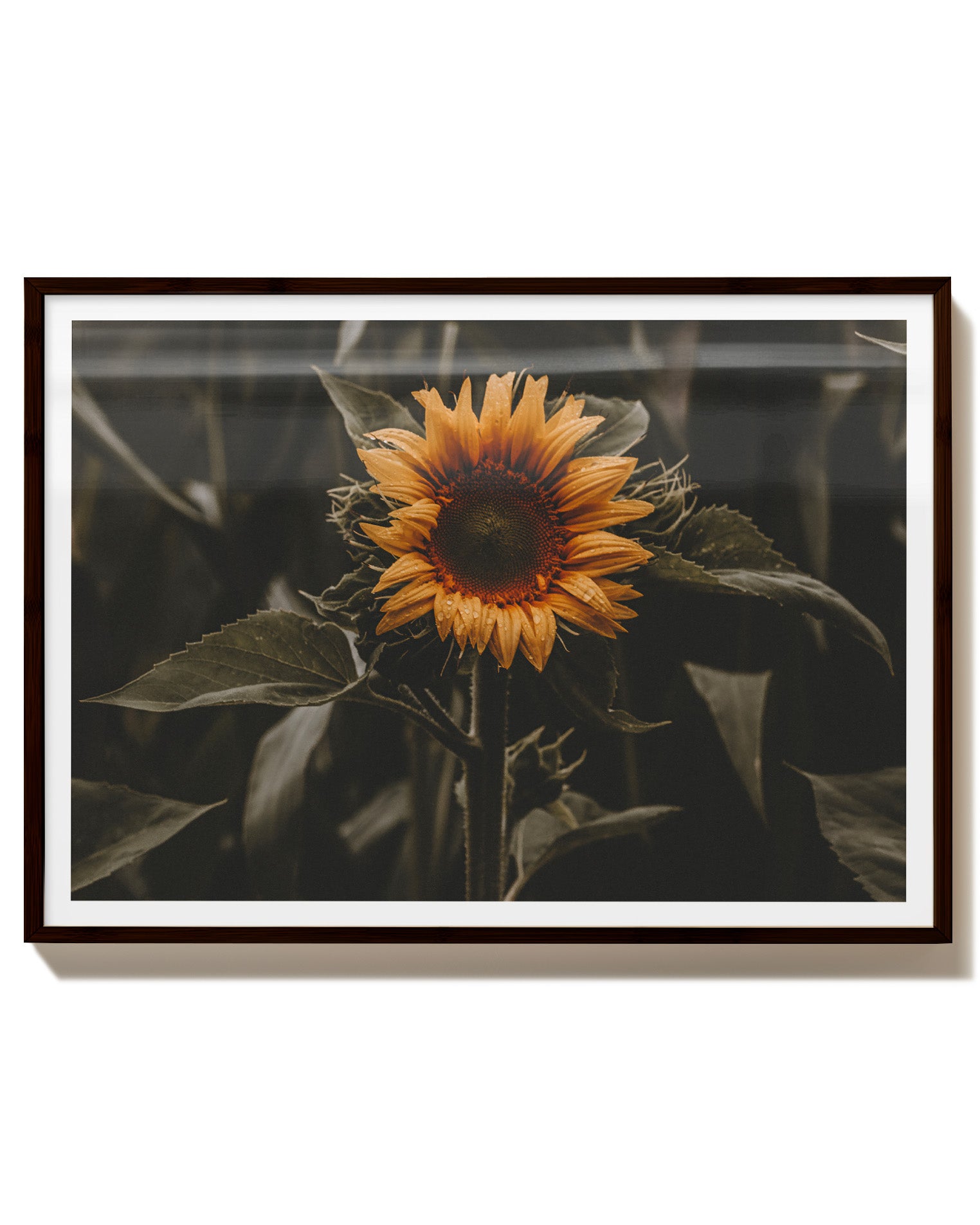 Sunflower Poster – FineArt Wandbild, moderne Kunst & Fine Art Print von Spawnd, handgefertigt & Made in Germany