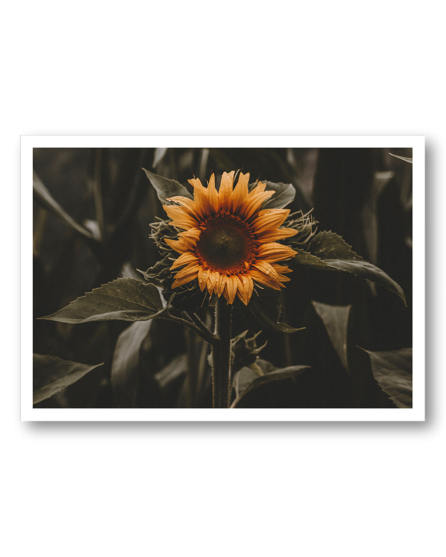 Sunflower Poster – FineArt Wandbild, moderne Kunst & Fine Art Print von Spawnd, handgefertigt & Made in Germany