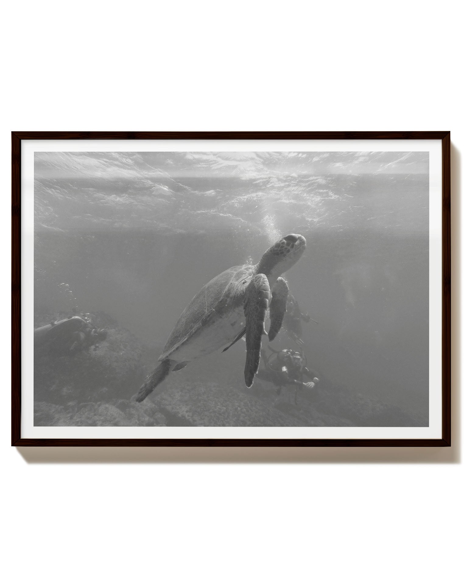 Turtle Poster – FineArt Wandbild, moderne Kunst & Fine Art Print von Spawnd, handgefertigt & Made in Germany