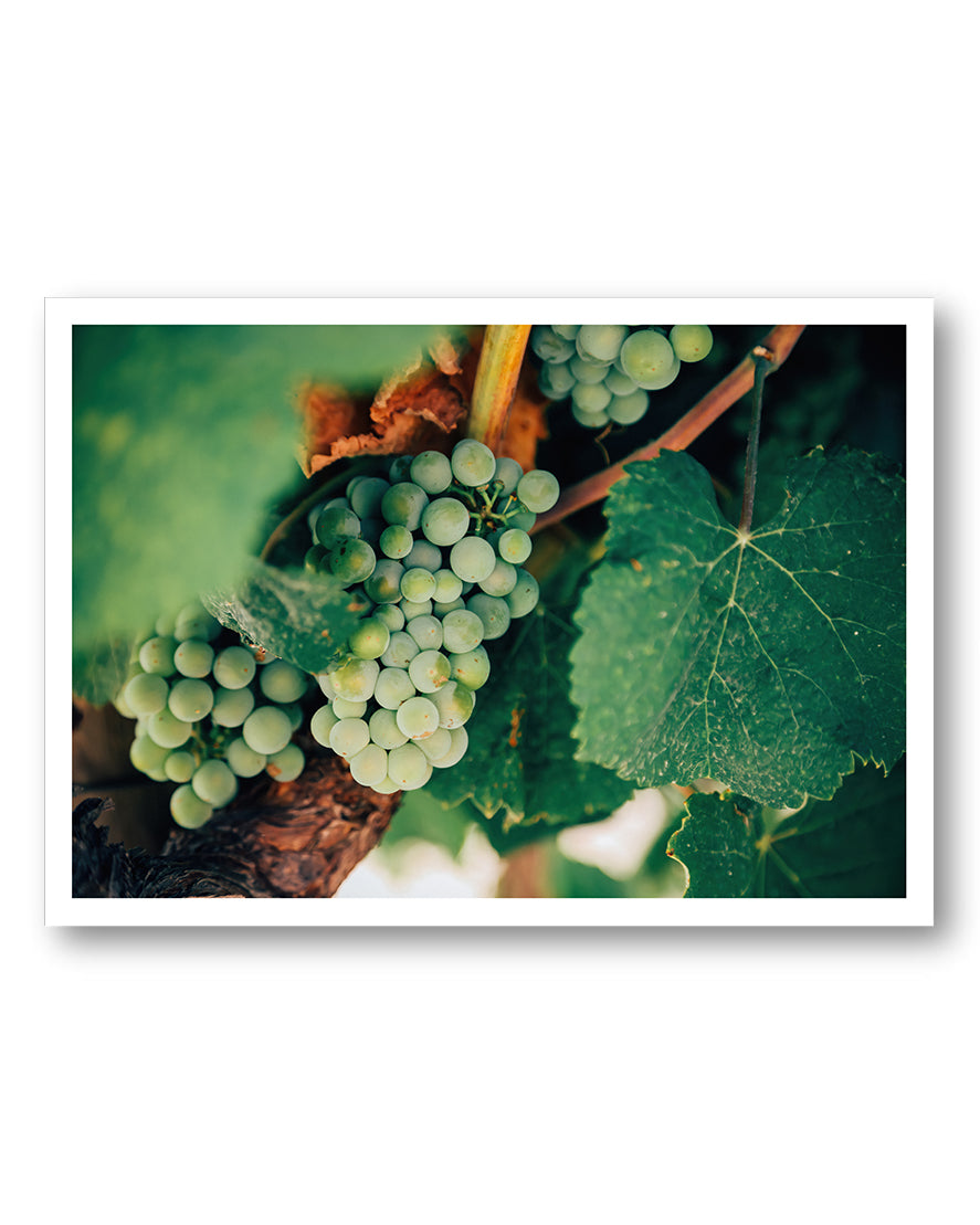Weinrebe Poster – FineArt Wandbild, moderne Kunst & Fine Art Print von Spawnd, handgefertigt & Made in Germany