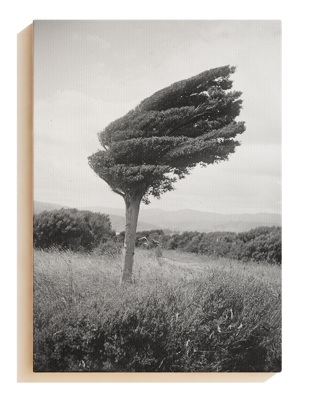 Fighting Tree - Canvas