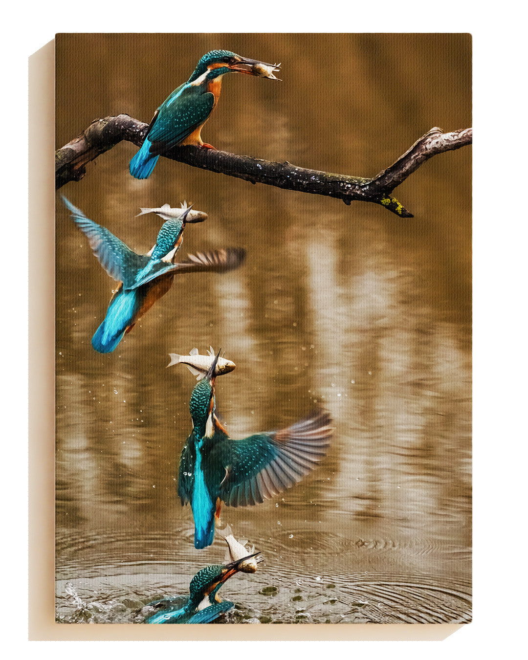 Kingfisher No. 2 - Canvas
