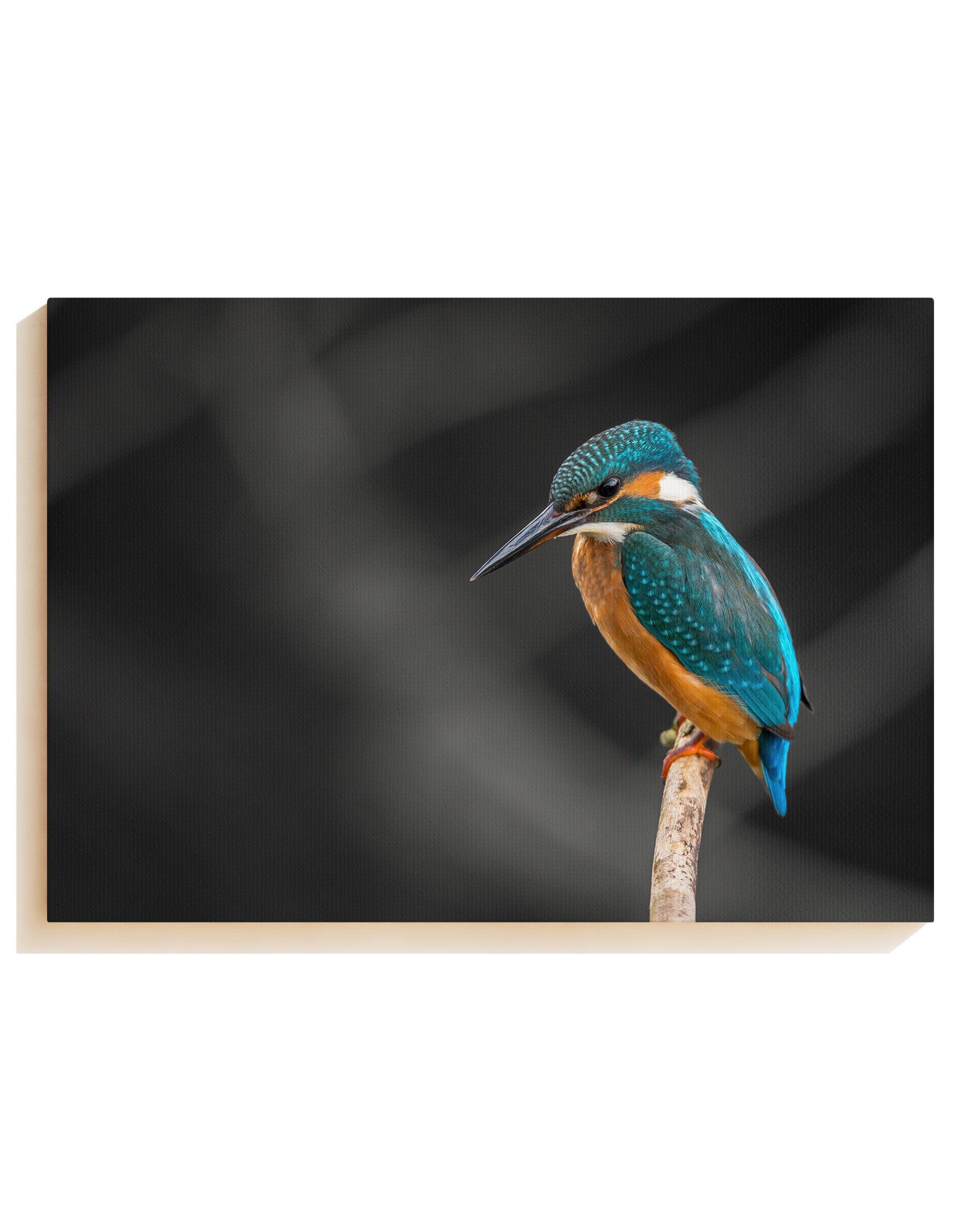 Kingfisher - Canvas