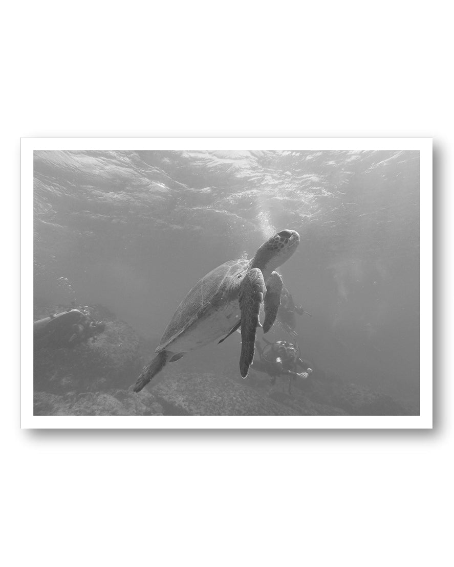 Turtle