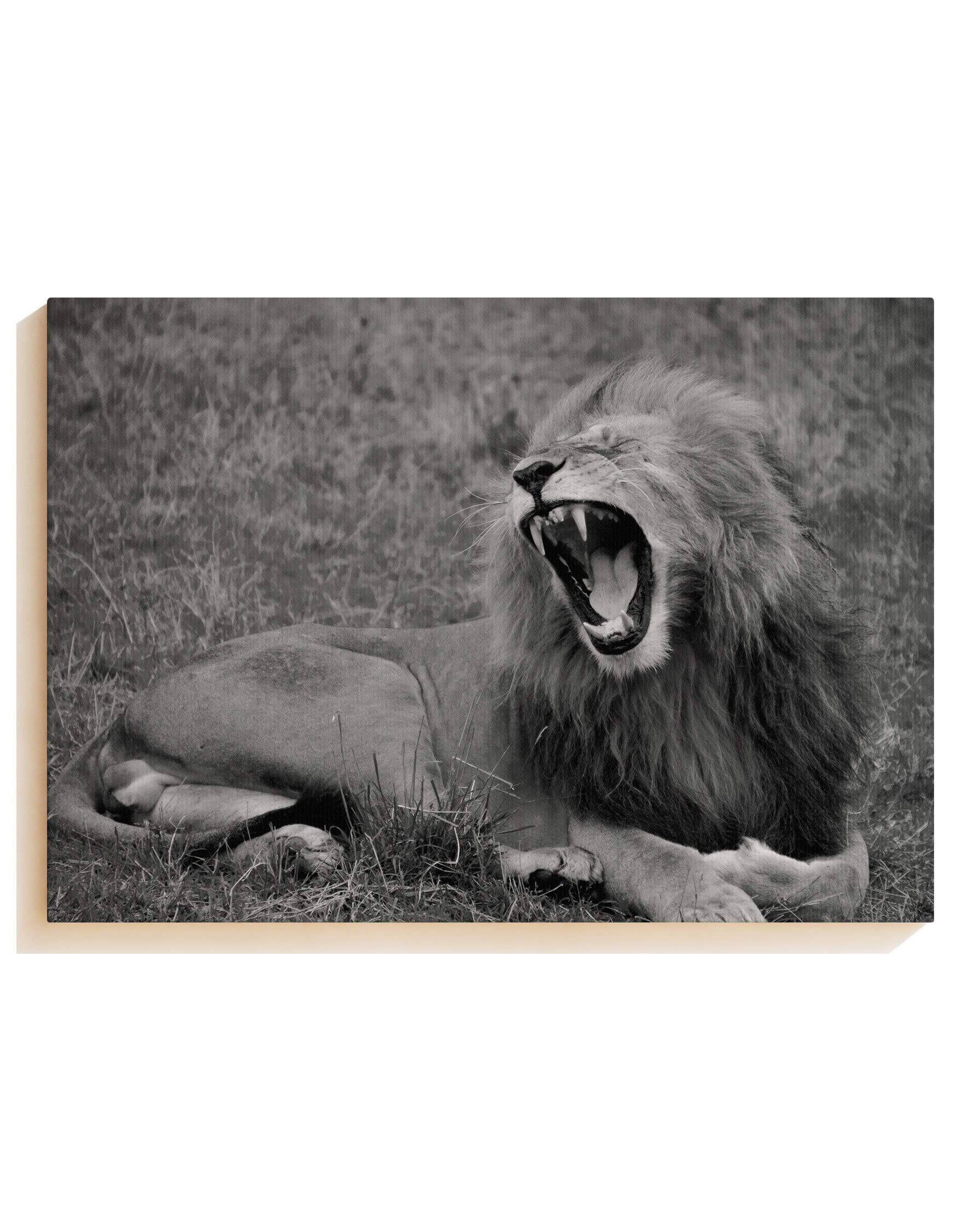Lion - Canvas