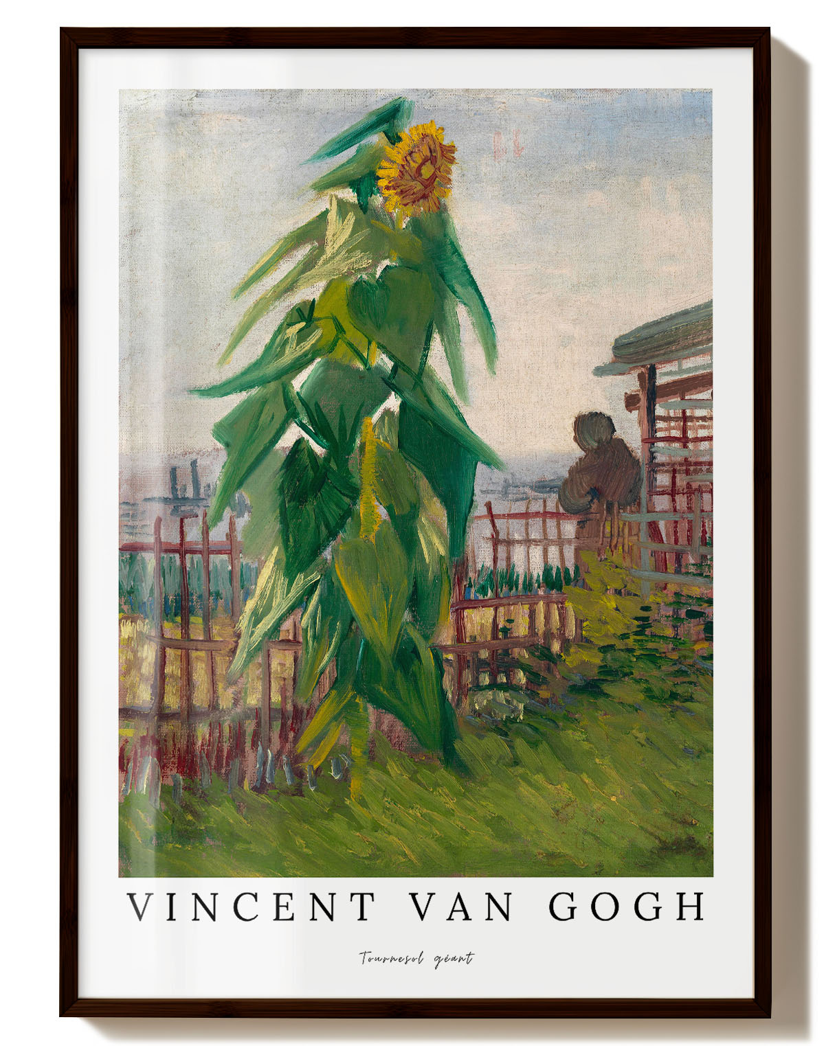 Giant Tournesol