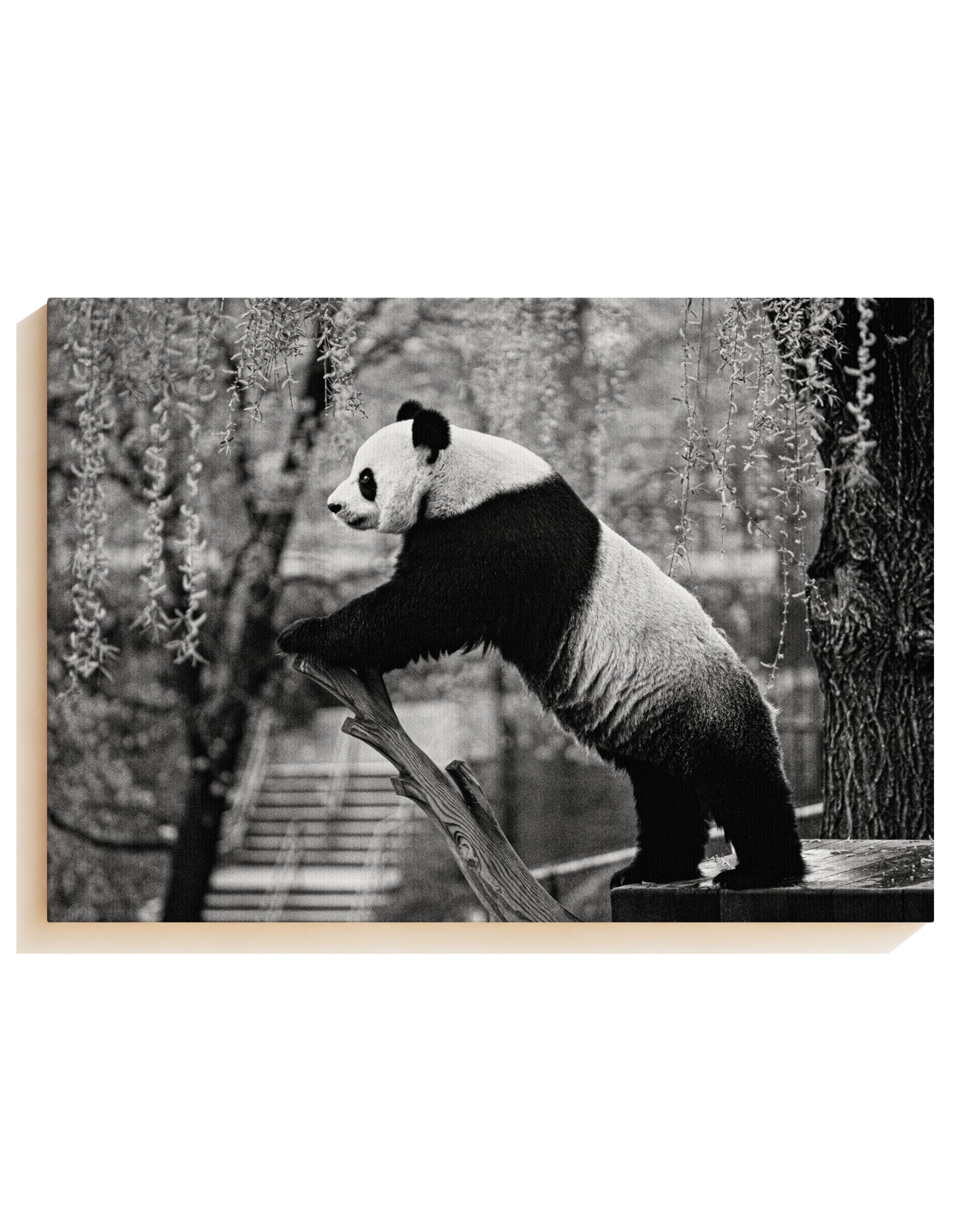 Panda - Canvas