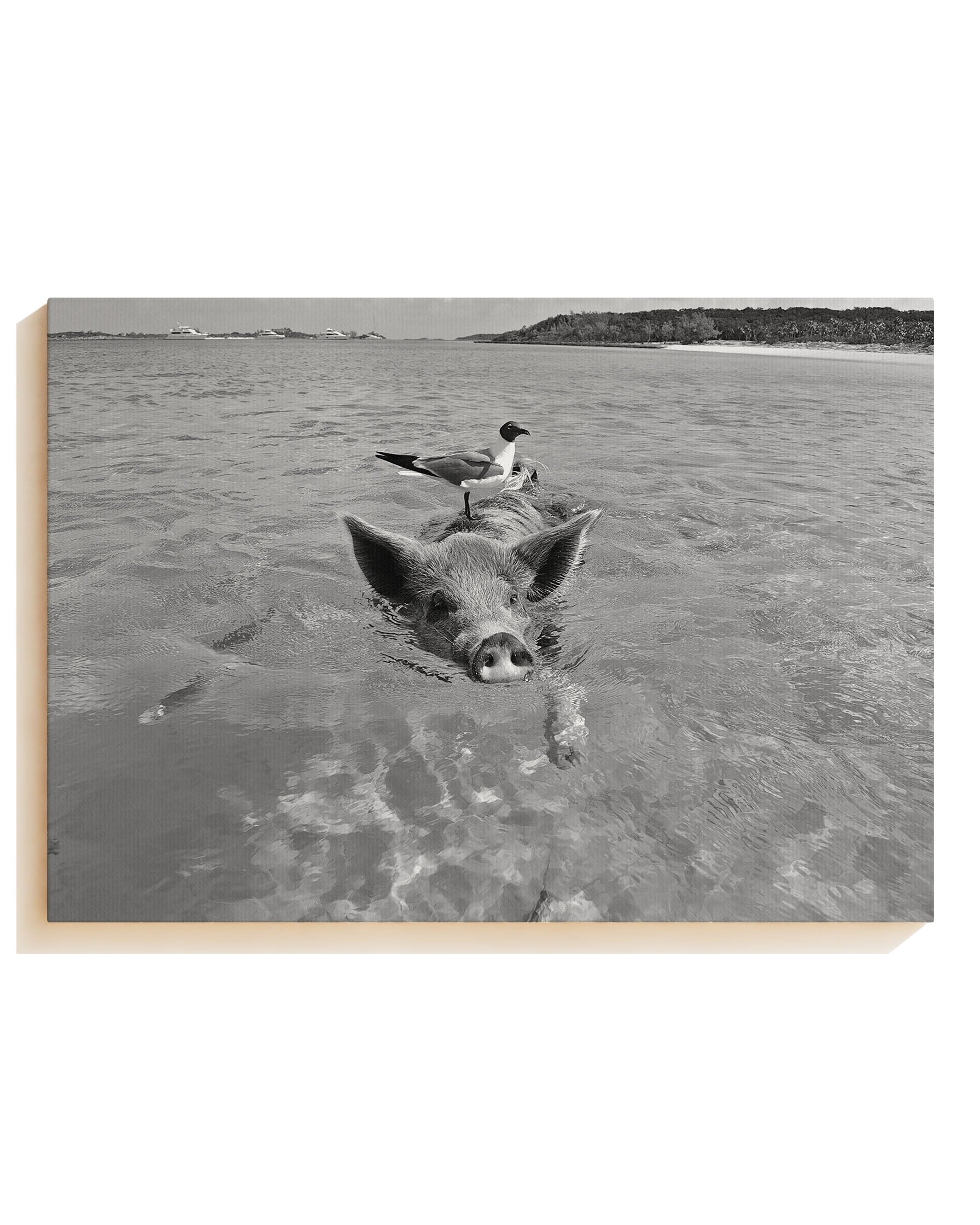 Swimming - Canvas