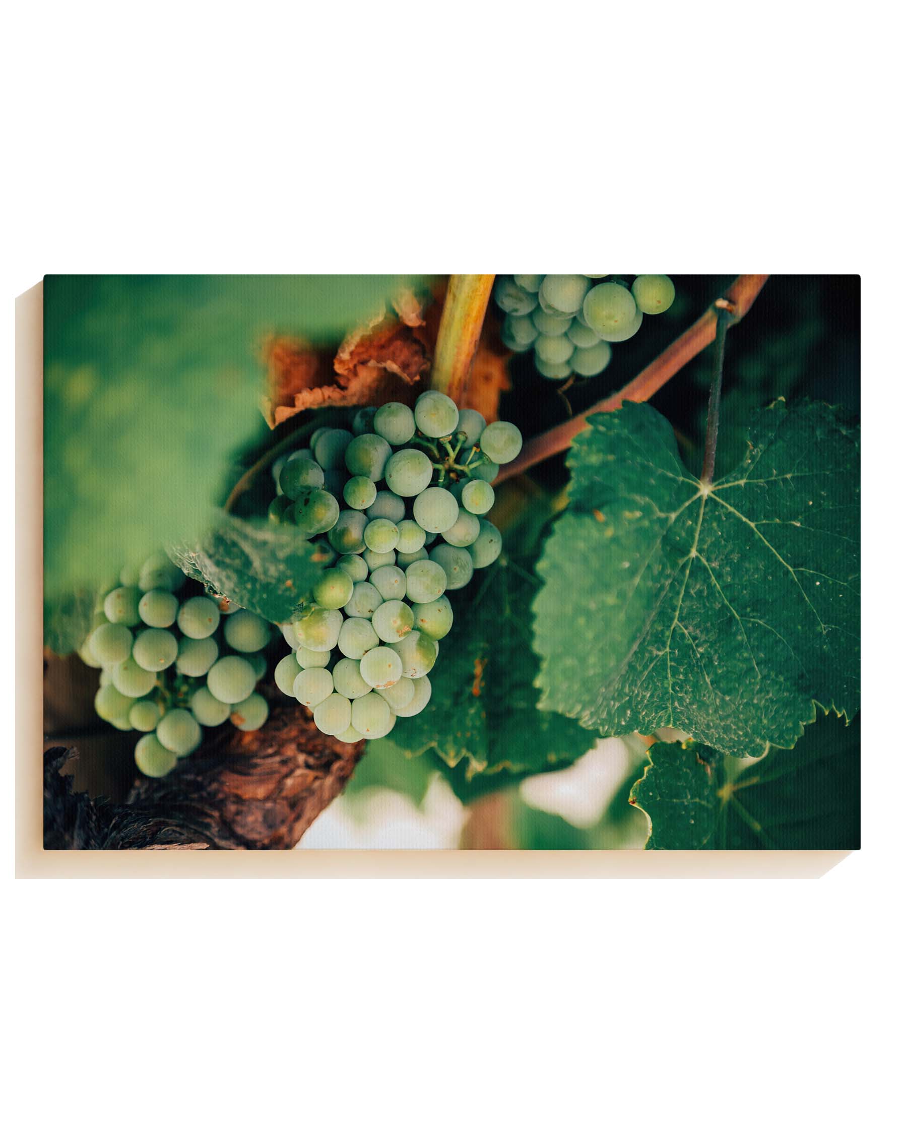 Weinrebe - Leinwand