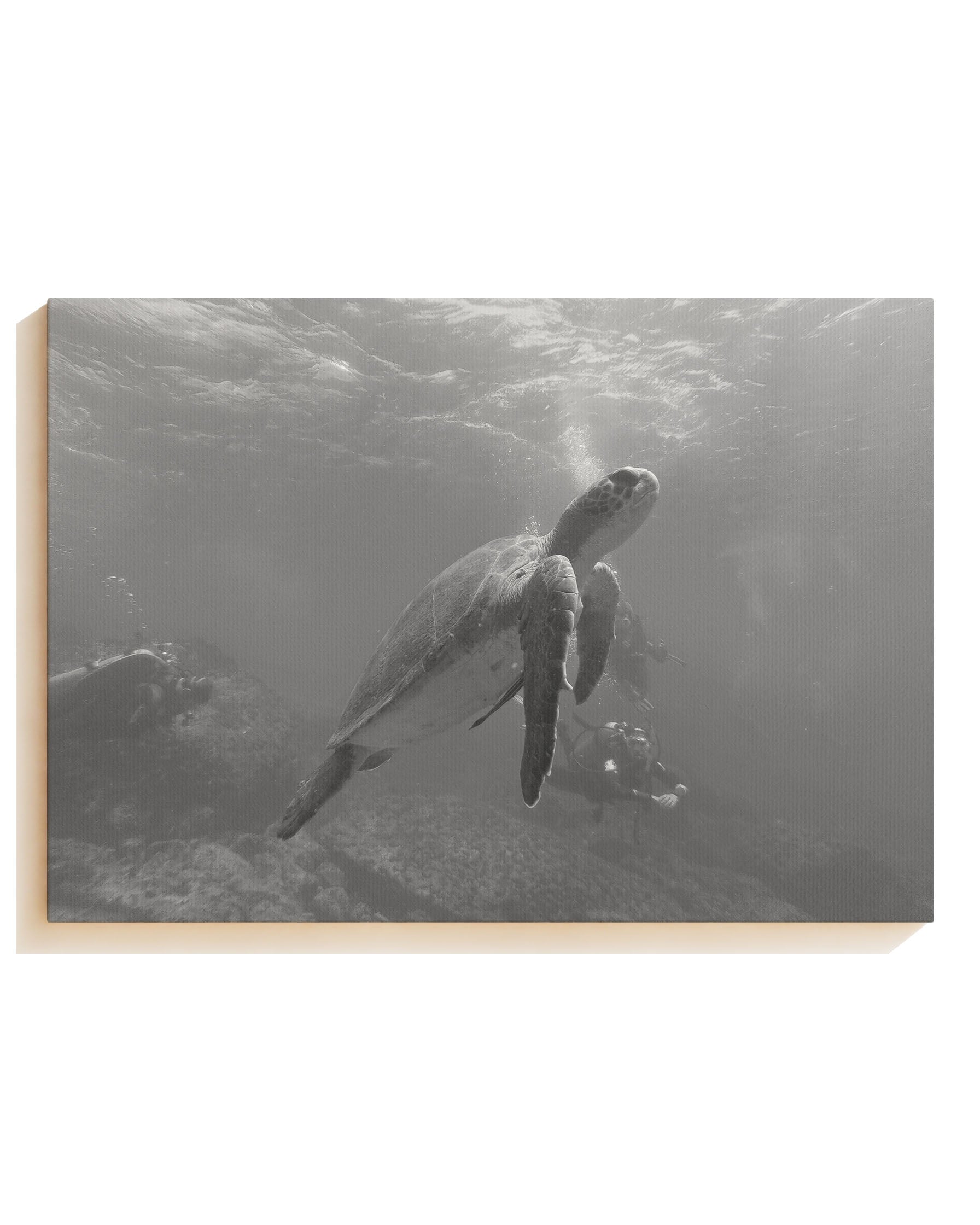 Turtle - Canvas
