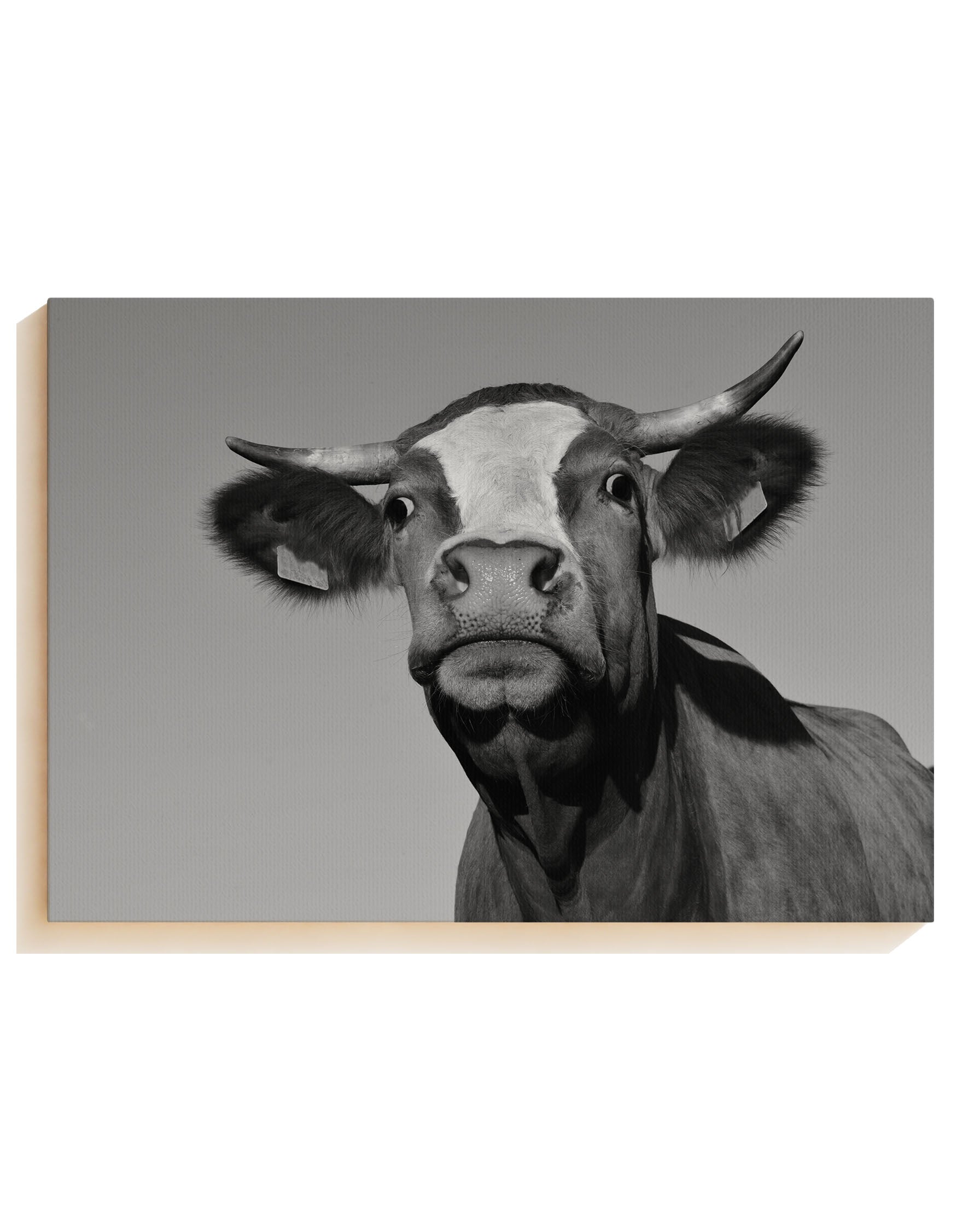 What do you want? - Canvas