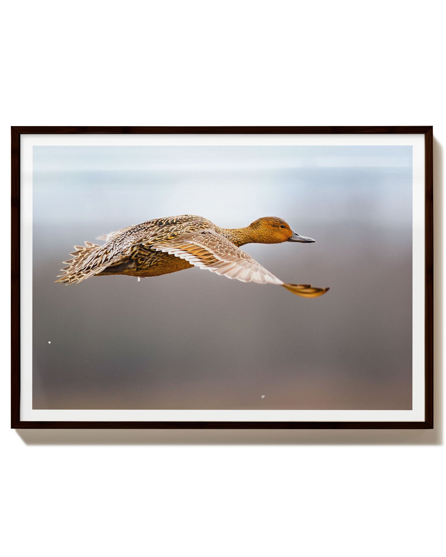 FlyingDuck