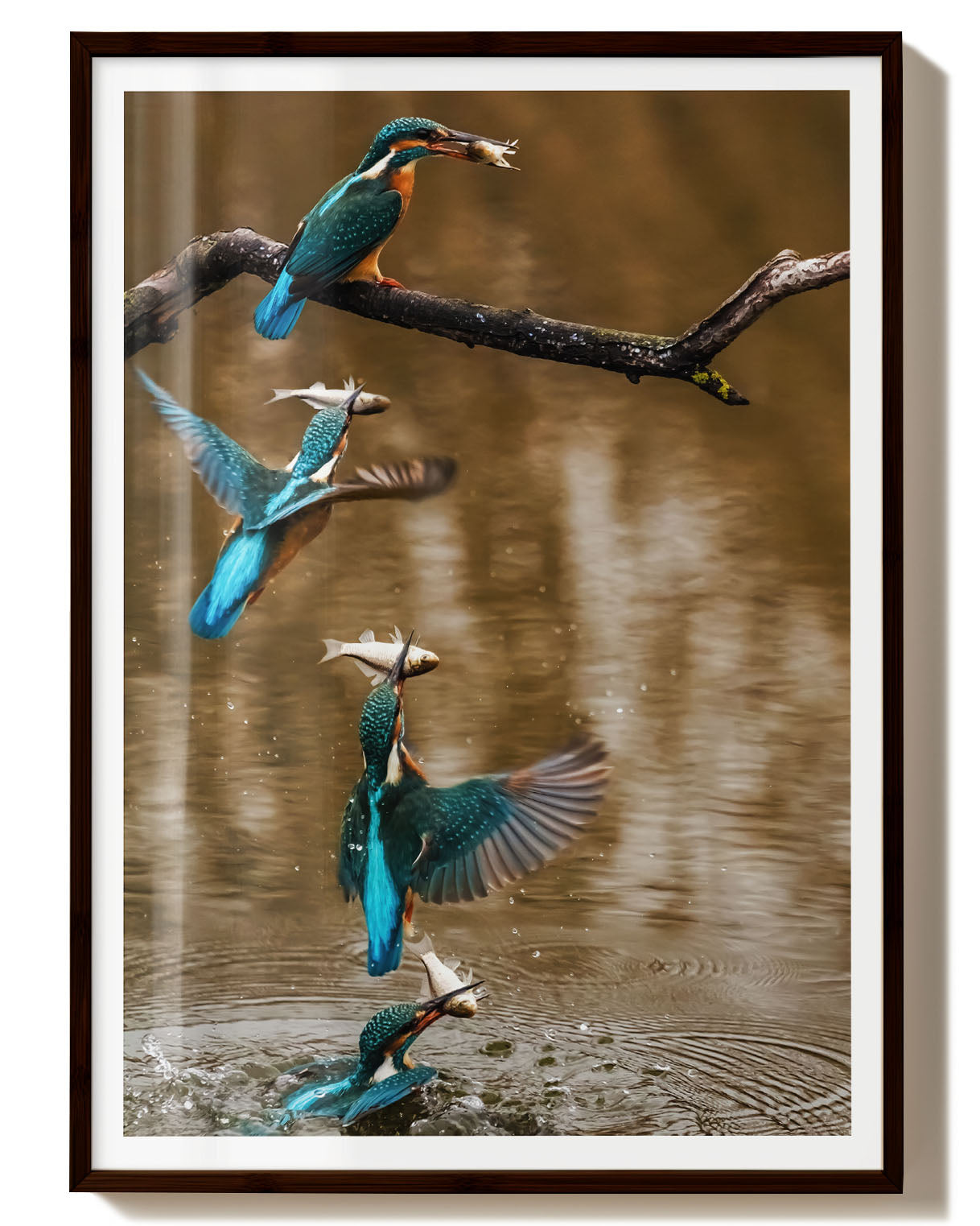Kingfisher No 2
