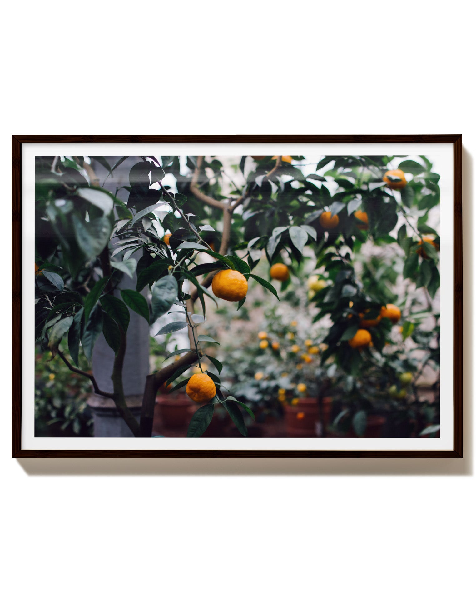 Orange tree