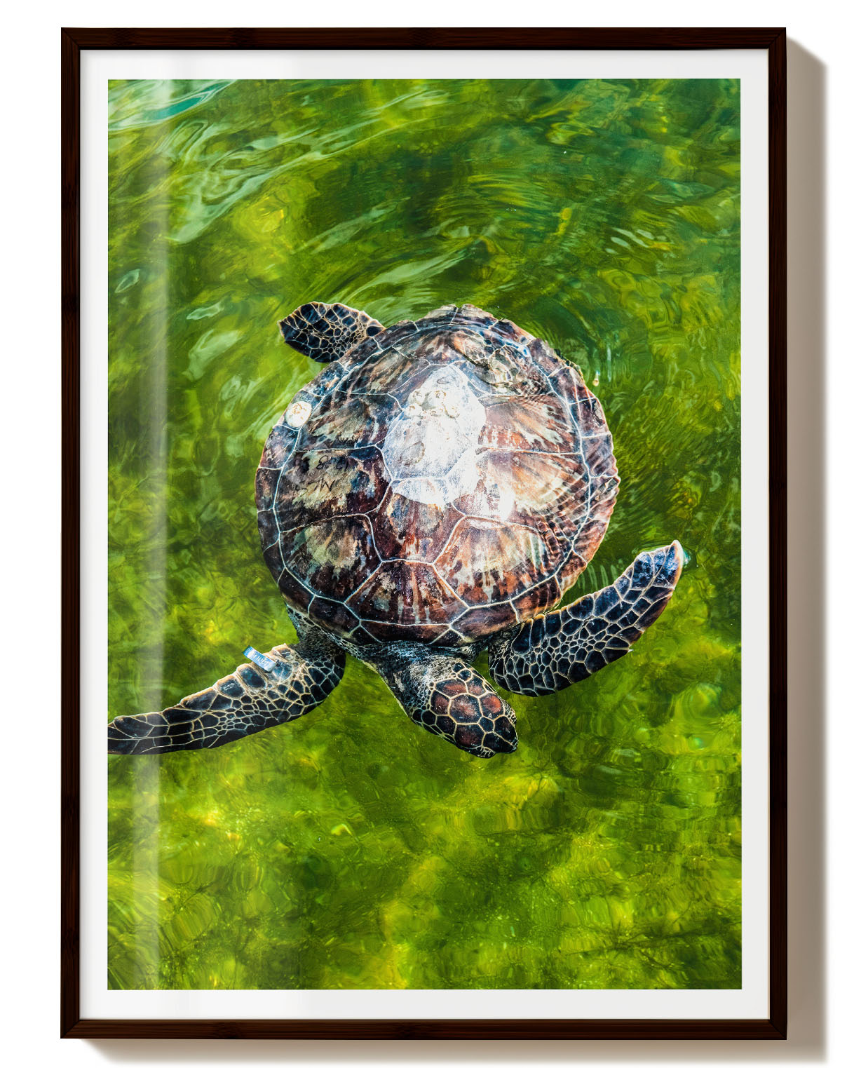 Turtle No2