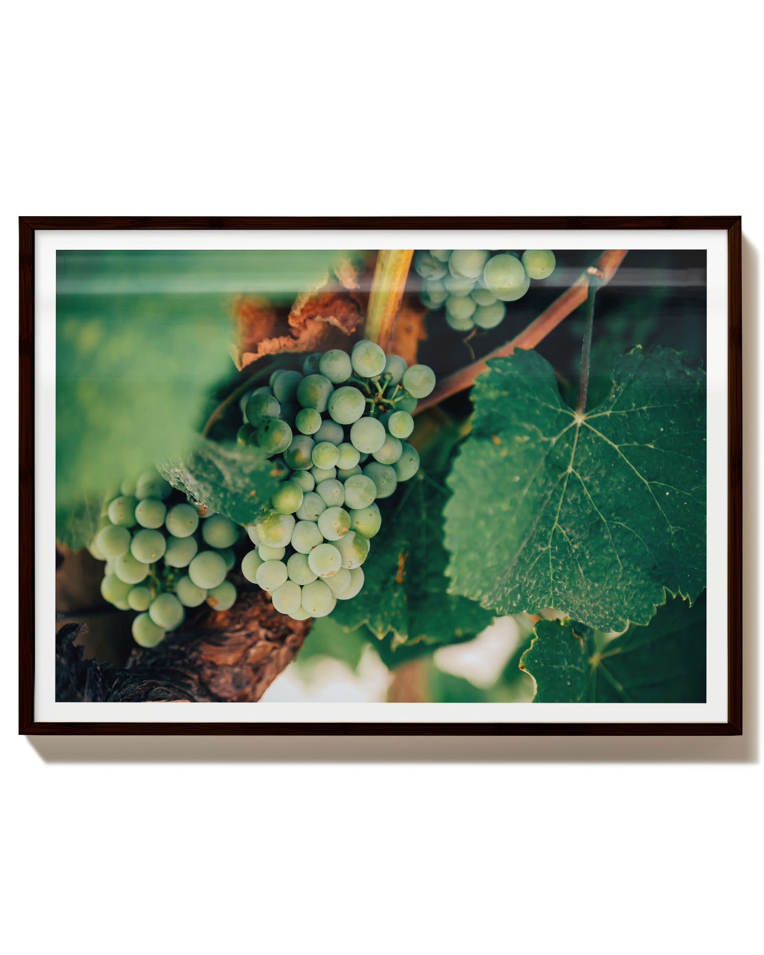 Weinrebe