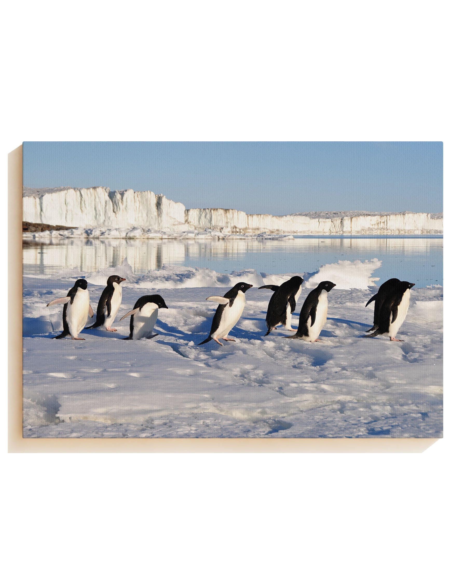 Ice - Canvas