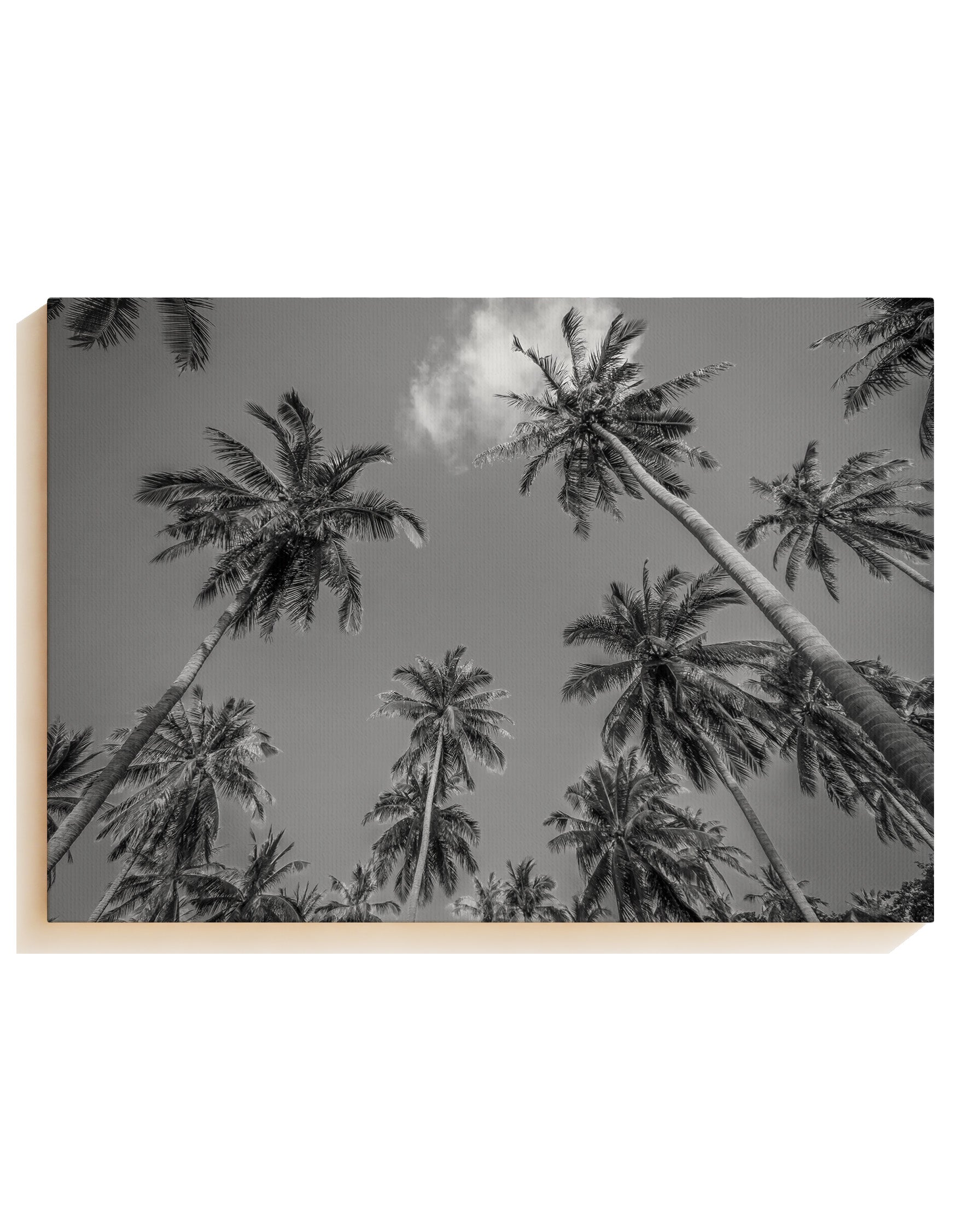 Palmes - Canvas