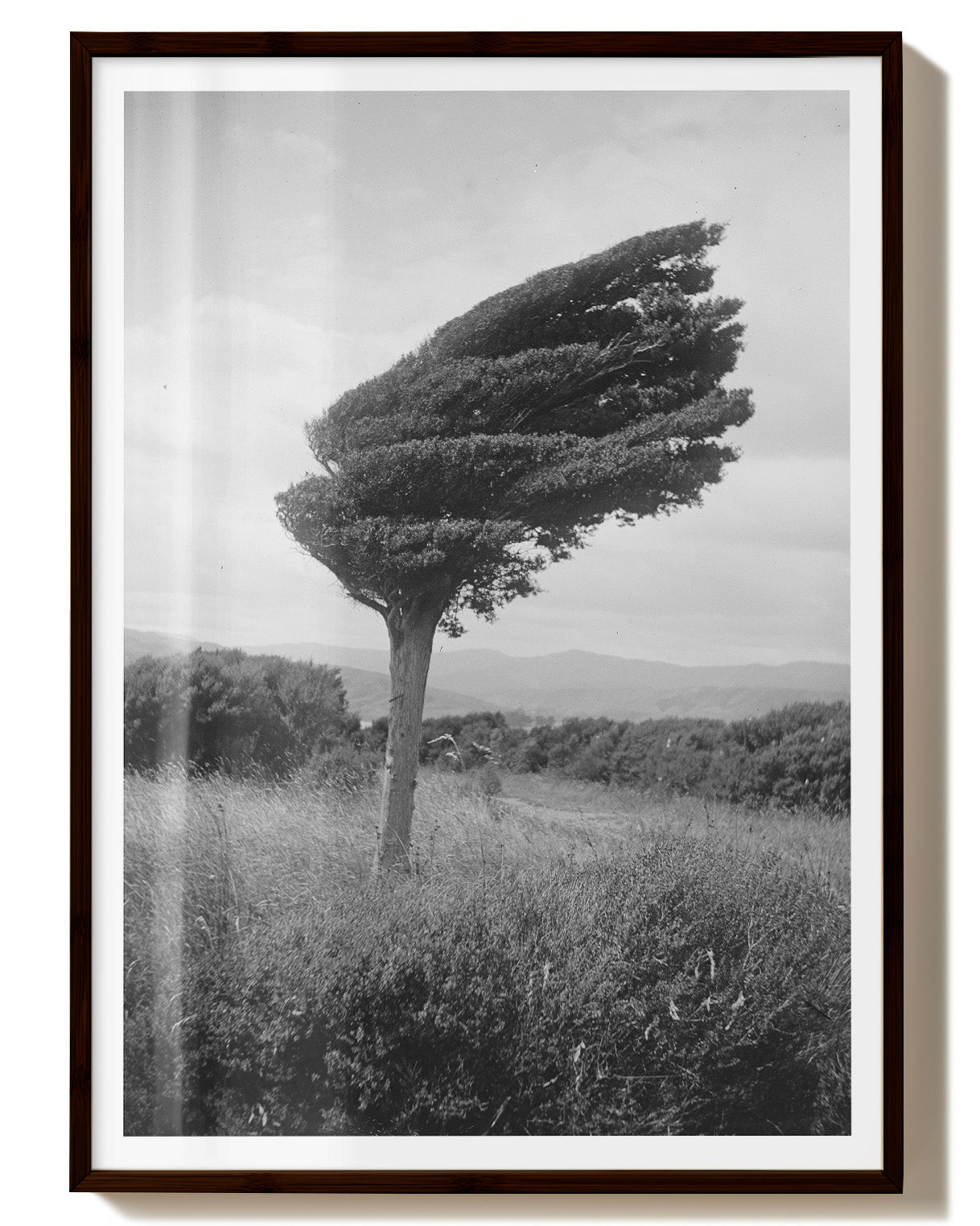 fighting tree