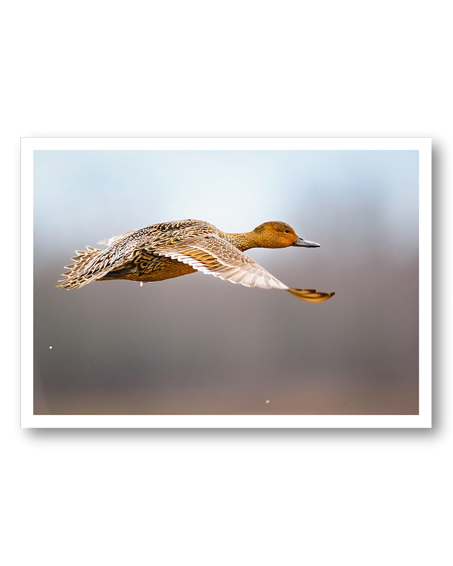 FlyingDuck Poster – FineArt Wandbild, moderne Kunst & Fine Art Print von Spawnd, handgefertigt & Made in Germany
