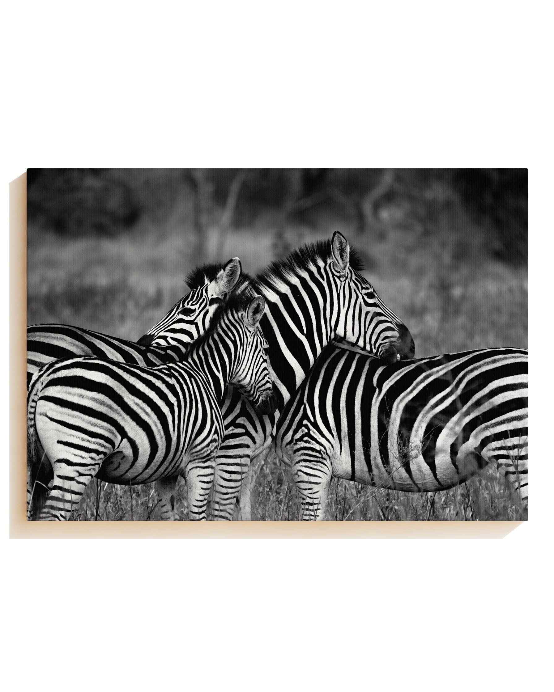 Zebra - Canvas