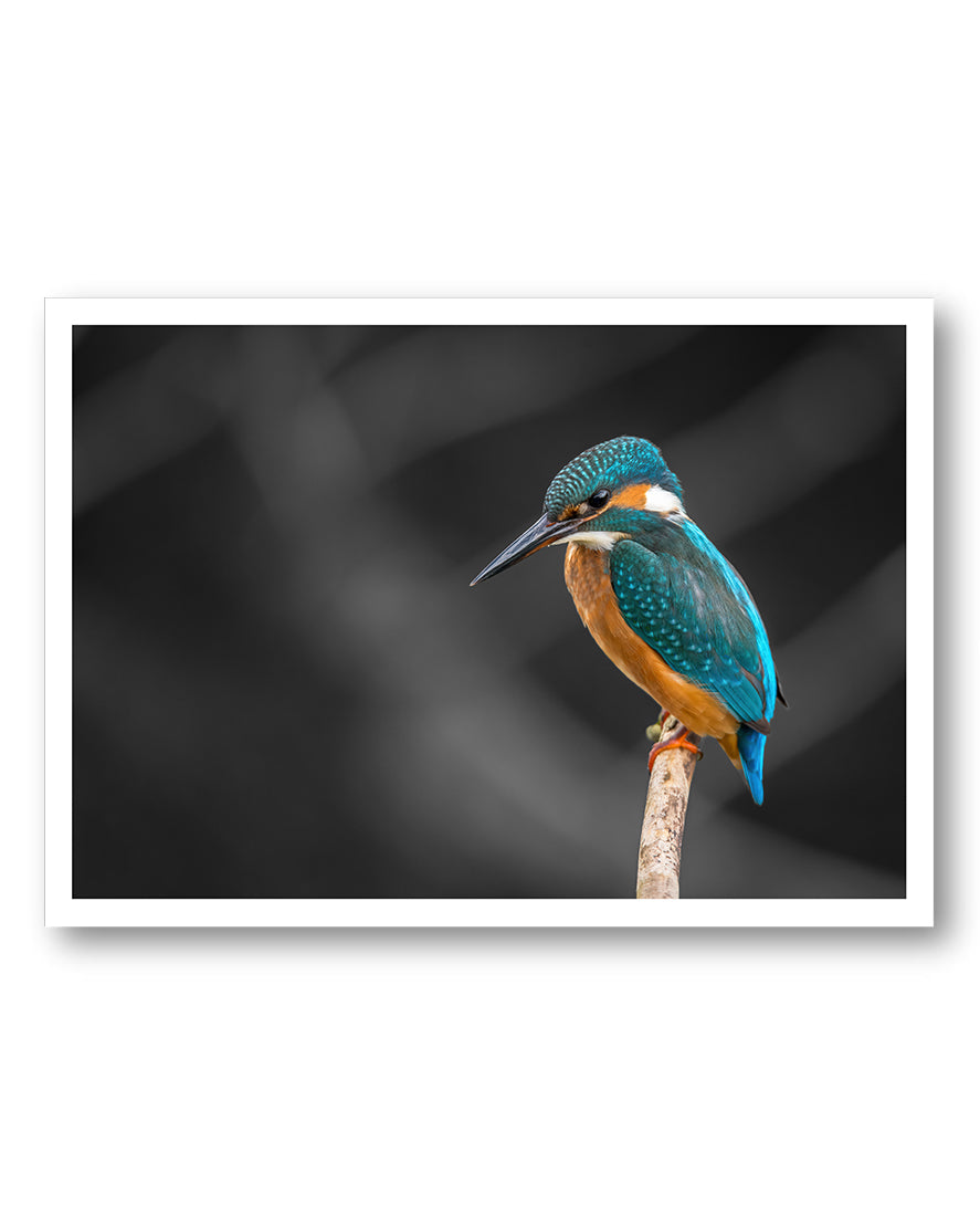 Kingfisher Poster – FineArt Wandbild, moderne Kunst & Fine Art Print von Spawnd, handgefertigt & Made in Germany