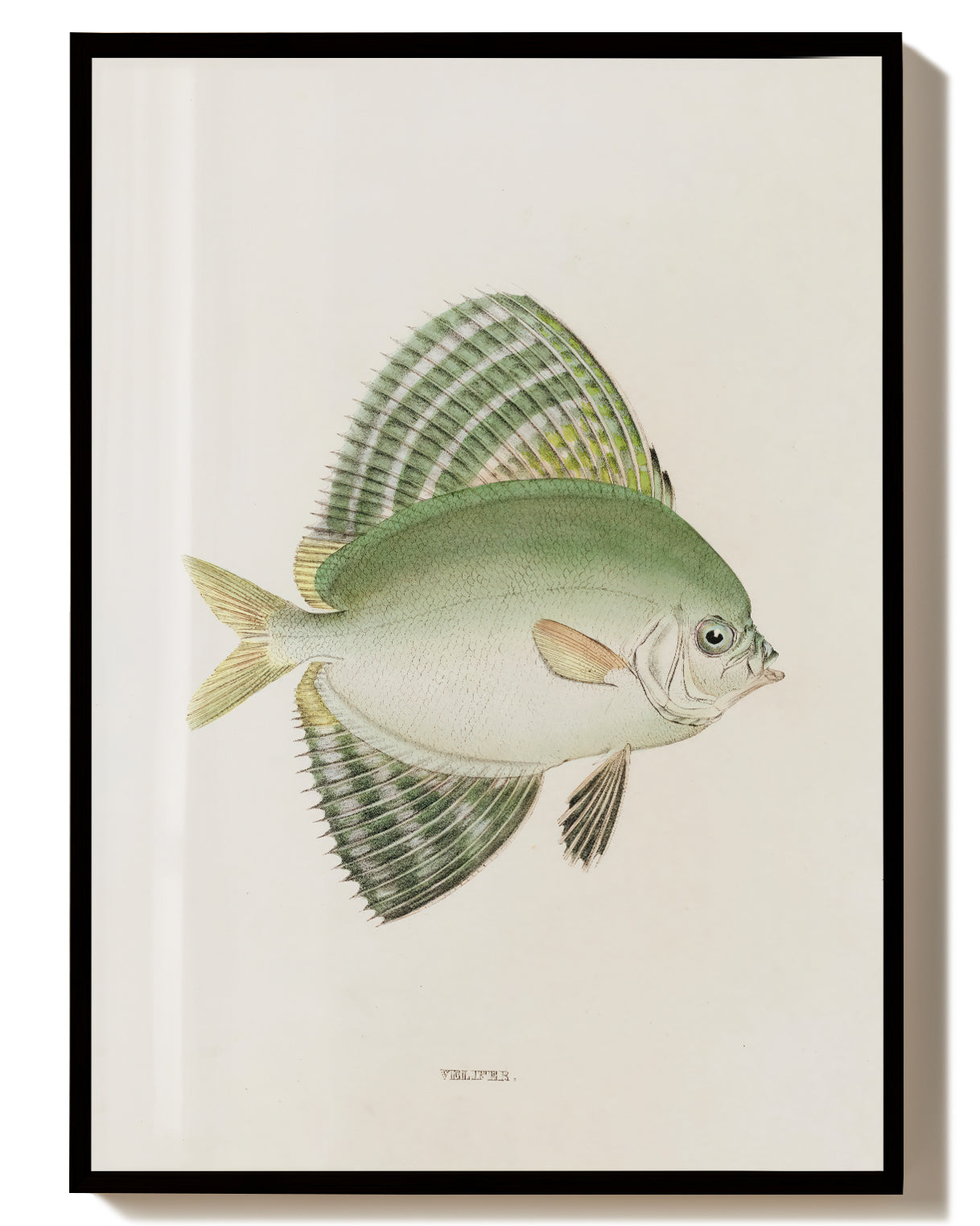 Minimalistisches Fisch Poster modern – Green Fish Poster – FineArt Wandbild, moderne Kunst & Fine Art Print von Spawnd, handgefertigt & Made in Germany