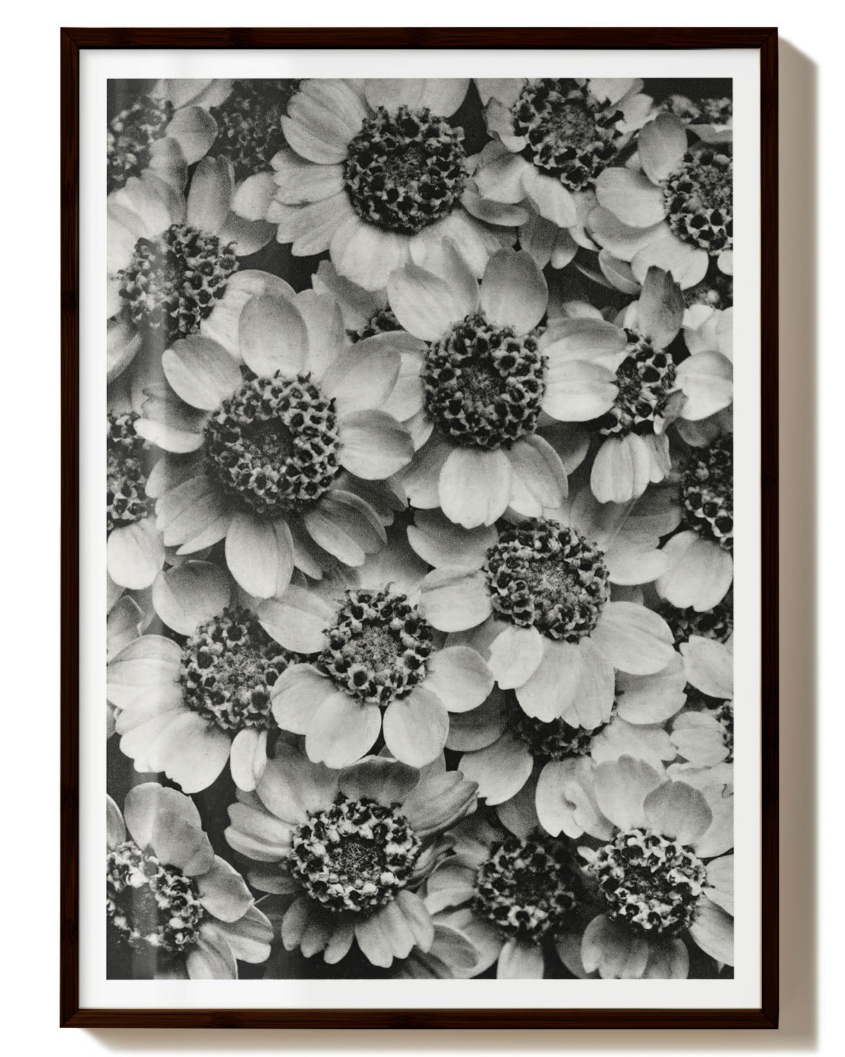 Old flowers
