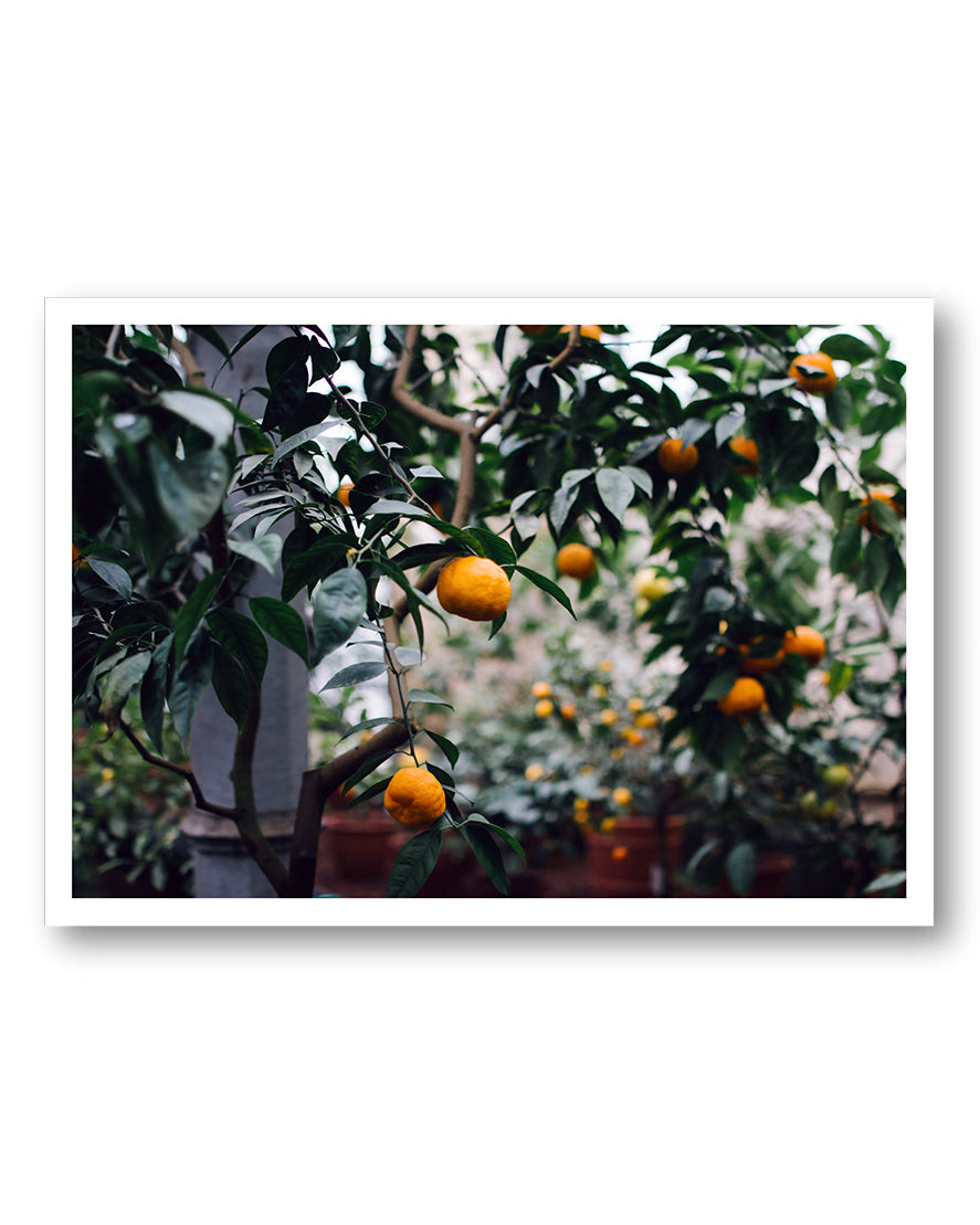 Orange tree Poster – FineArt Wandbild, moderne Kunst & Fine Art Print von Spawnd, handgefertigt & Made in Germany