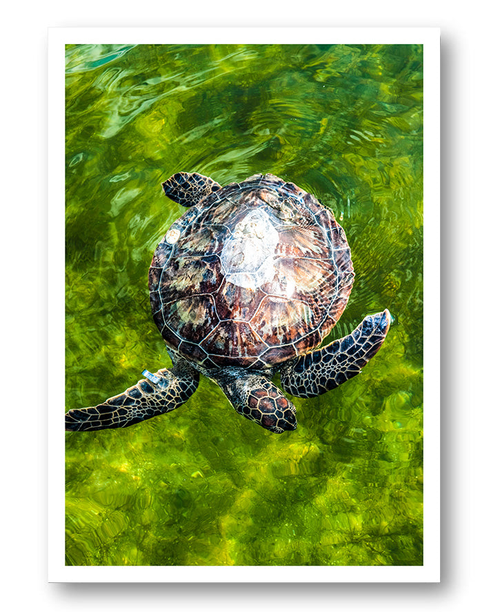 Turtle No2 Poster – FineArt Wandbild, moderne Kunst & Fine Art Print von Spawnd, handgefertigt & Made in Germany