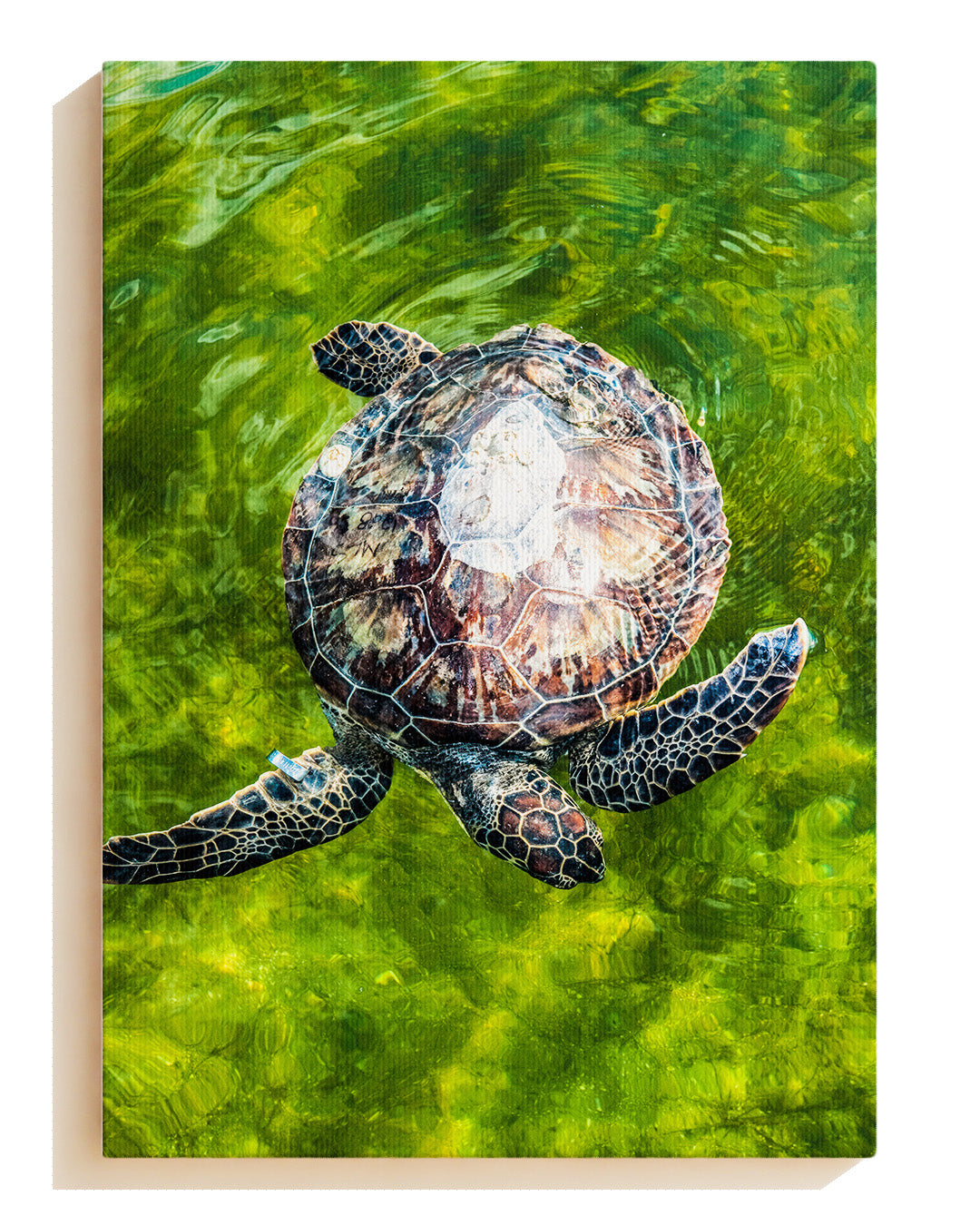 Turtle No2 - Canvas
