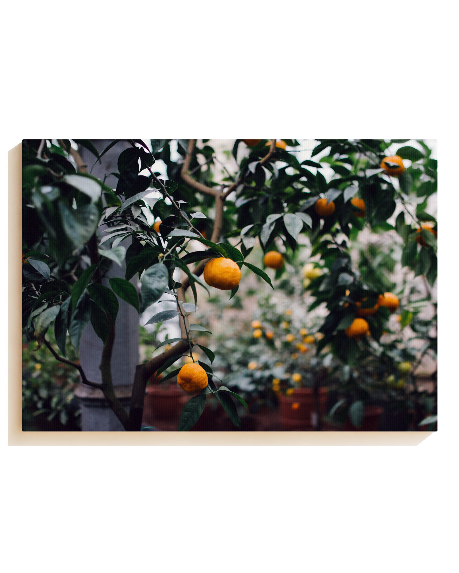 Orange tree - Leinwand