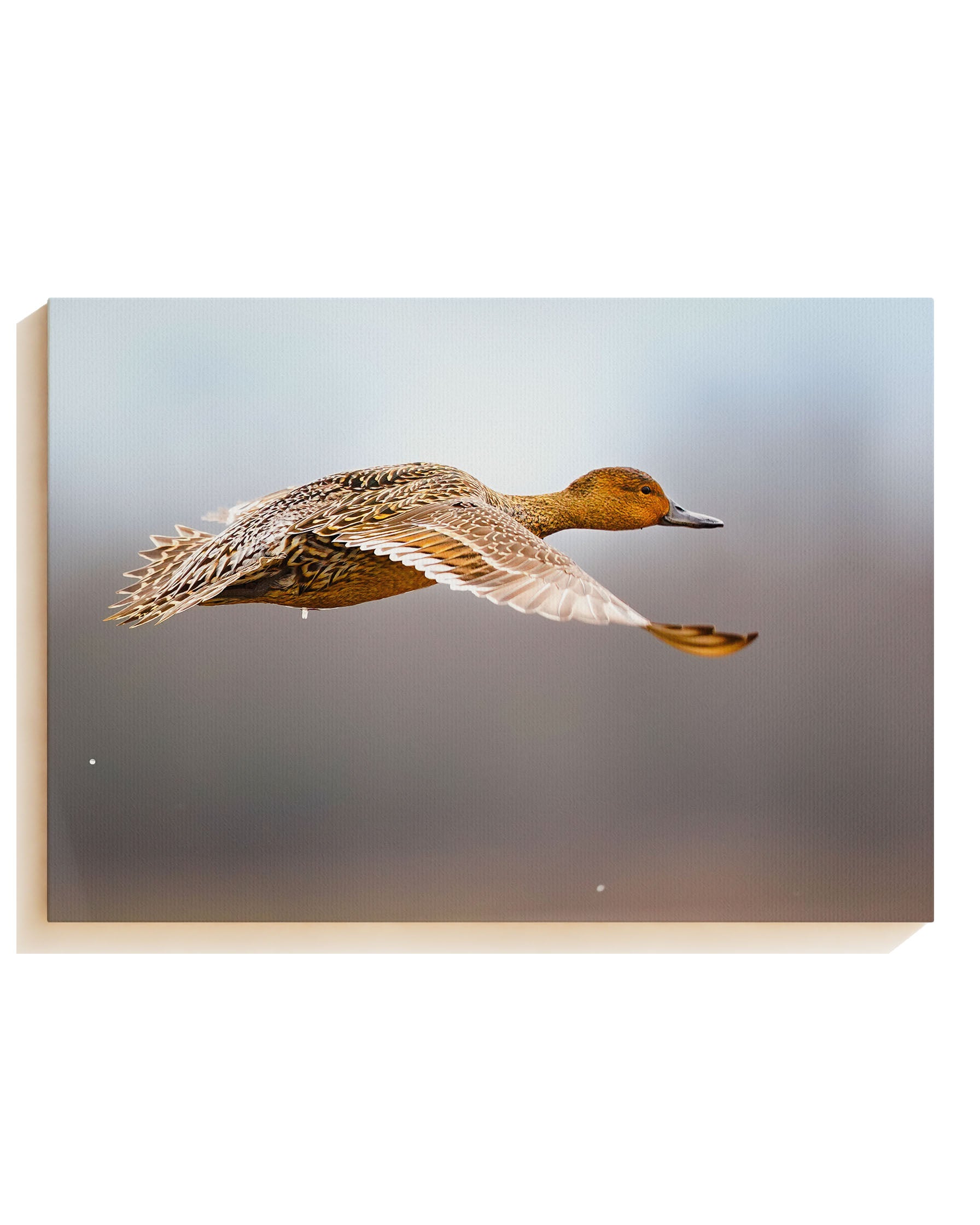 FlyingDuck - Canvas