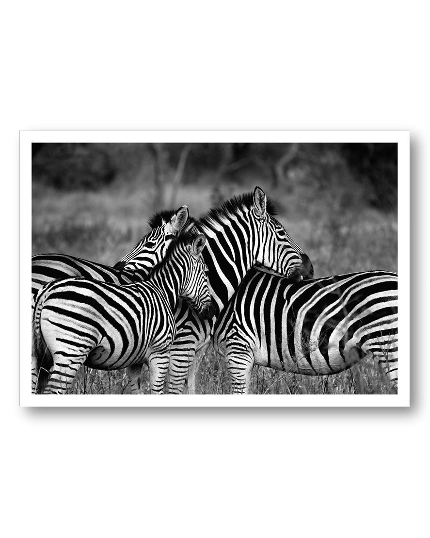 Zebra Poster – FineArt Wandbild, moderne Kunst & Fine Art Print von Spawnd, handgefertigt & Made in Germany